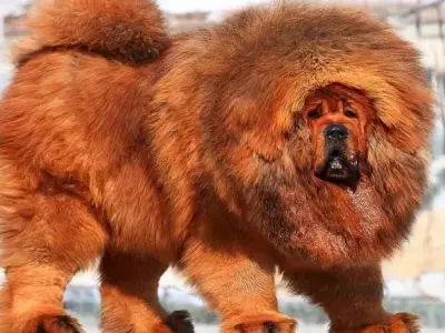 Chó Tibetan Mastiff - Giải đáp những thắc mắc thường gặp