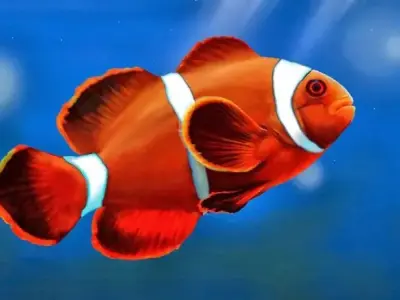 Tìm hiểu về cá hề - Loài cá đặc biệt của đại dương