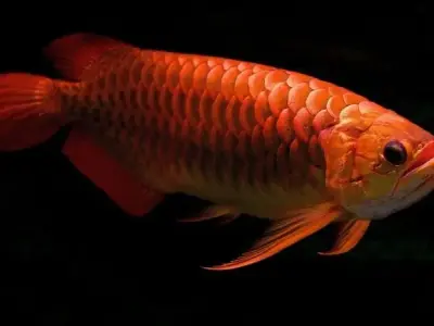 Tìm hiểu về cá rồng - Đặc điểm, cách nuôi và giá trị
