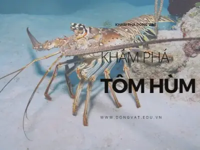 Lợi ích sức khỏe bất ngờ của tôm hùm: Không chỉ là món ăn ngon