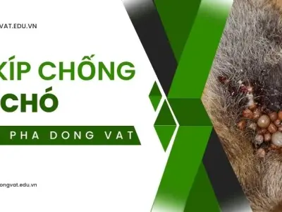 Bí kíp chống ve chó hiệu quả, bảo vệ sức khỏe cho thú cưng
