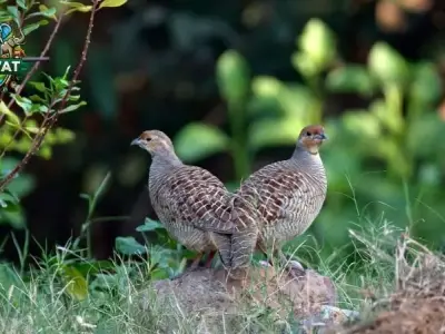 Giới thiệu chim Đa Đa - Những thông tin hữu ích và hấp dẫn