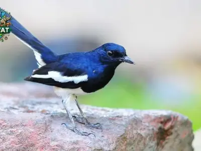 Kỹ thuật nuôi chim Chích Chòe Than - Từ cơ bản đến nâng cao