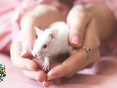 Tìm hiểu về Chuột Bạch - Đặc điểm, thói quen và hình ảnh