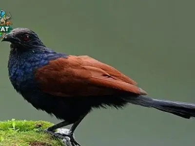 Chim bìm bịp - Mọi điều bạn cần biết về chăm sóc và dinh dưỡng