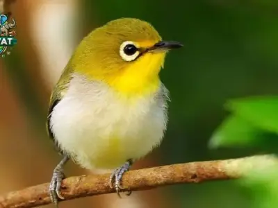 Chim Vành Khuyên - Tất tần tật thông tin cần biết về loài chim này