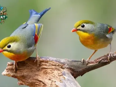 Chim Quế Lâm là gì? Tìm hiểu về loài chim quý hiếm