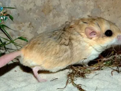 Tất tần tật về Chuột Hamster đuôi mập và cách chăm sóc
