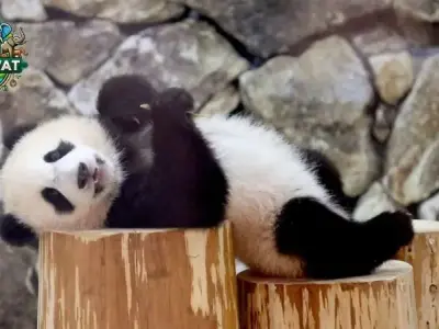 Tất tần tật về Gấu Trúc - Thói quen, ăn uống và môi trường sống