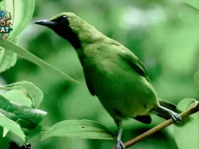 Tại sao chim Thanh Tước được yêu thích để làm cảnh?