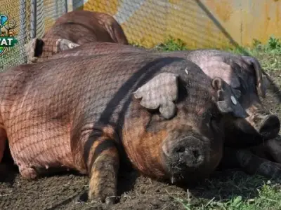 Tất cả những gì bạn cần biết về giống Lợn Duroc khi nuôi