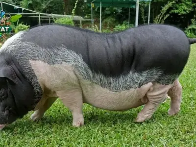 Lợn Móng Cái và những điều bạn chưa từng biết về giống lợn này