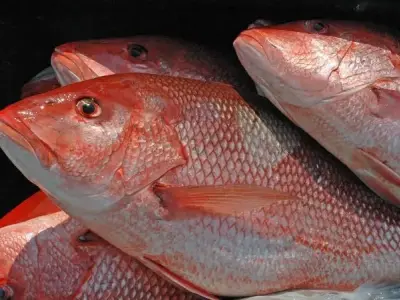 Cá diêu hồng - Nguồn gốc, đặc điểm, dinh dưỡng và cách chế biến