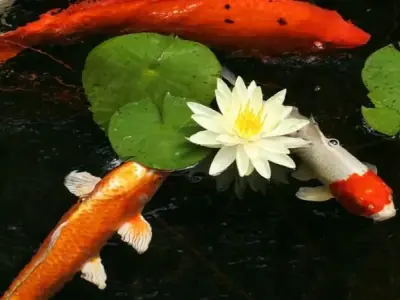Cá Koi là gì? Hướng dẫn nuôi cá Koi cho người mới bắt đầu