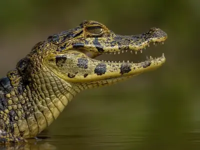 Cá sấu Caiman - Môi trường sống và tập tính độc đáo