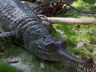 Cá sấu Gharial - Loài bò sát quý hiếm với chiếc mõm dài độc đáo