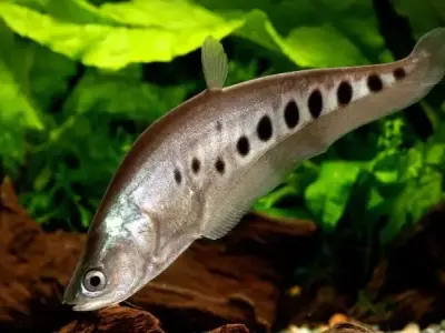 Cá thát lát cườm - Đặc điểm ngoại hình và sinh thái