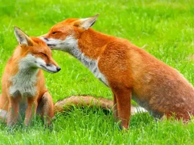 Cáo đỏ sống ở đâu? Điều kiện sống và môi trường sinh thái