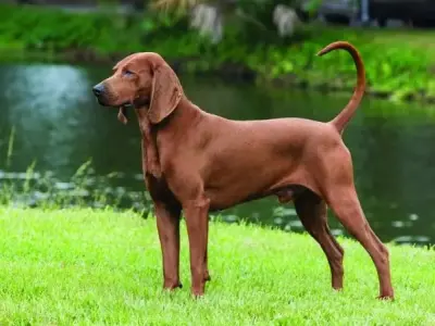 Chó Redbone Coonhound giá bao nhiêu? Giải đáp mọi thắc mắc