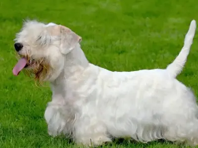 Chó Sealyham Terrier giá bao nhiêu? Đặc điểm và cách chăm sóc