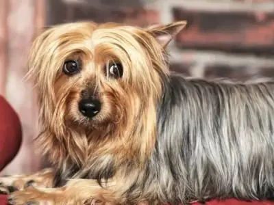 Tại sao chó Silky Terrier được yêu thích? Giải đáp thắc mắc 