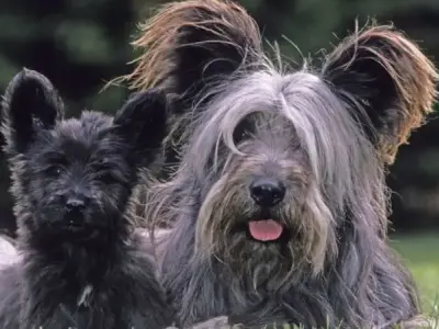 Chó Skye Terrier - Loài chó quý tộc với bộ lông dài ấn tượng