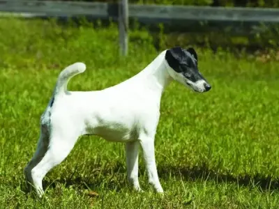 Chó Smooth Fox Terrier - Chú chó săn nhỏ bé dũng cảm 