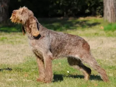 Chó Spinone Italiano có thích hợp với gia đình bạn không?
