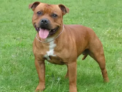 Chó Staffordshire Bull Terrier - Giống chó đáng yêu và trung thành