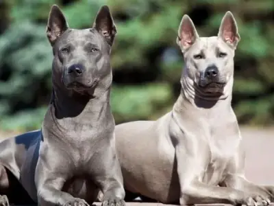 Chó Thai Ridgeback - Giống chó với khả năng săn mồi ấn tượng