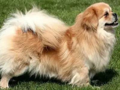 Chó Tibetan Spaniel có phù hợp với bạn? Giải đáp mọi thắc mắc