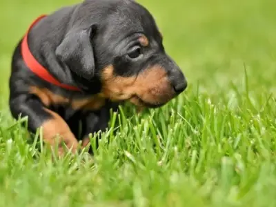 Chó Toy Manchester Terrier - Giống chó có ngoại hình độc đáo