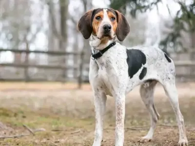 Chó Treeing Walker Coonhound - Tất cả những điều bạn cần biết