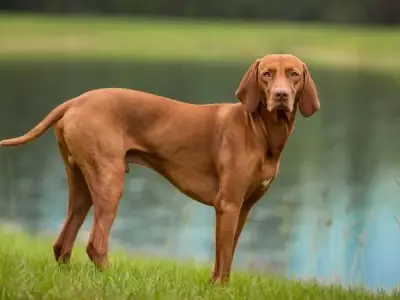 Chó Vizsla có nguồn gốc từ đâu? Đặc điểm và cách chăm sóc