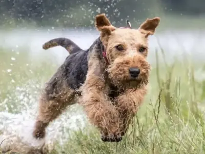 Chó Welsh Terrier - Giống chó quý hiếm với bản tính độc đáo