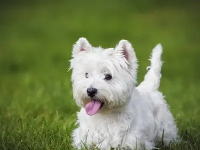 Chó West Highland White Terrier - Chú chó đáng yêu và dũng cảm