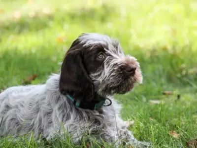 Chó Wirehaired Pointing Griffon - người bạn đồng hành lí tưởng