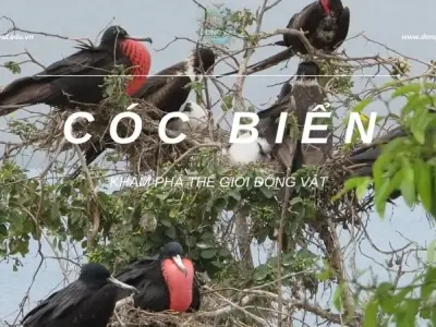 Cóc biển - Vẻ đẹp bí ẩn và những điều kỳ diệu dưới đại dương