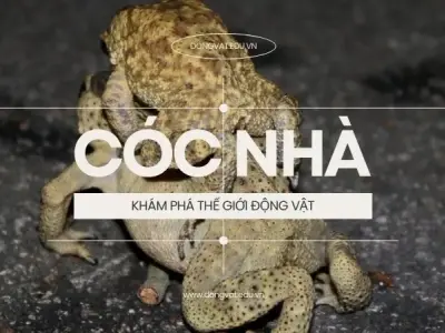 Cóc nhà - Đặc điểm, tập tính và vai trò trong hệ sinh thái