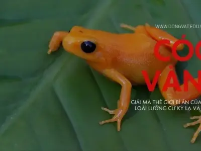 Khám phá bí ẩn về cóc vàng: Vẻ đẹp quý hiếm và những điều kỳ diệu