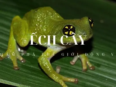 Top 10 sự thật thú vị về ếch cây có thể bạn vẫn chưa hề biết