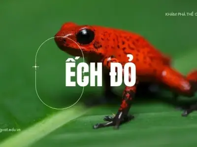 Khám phá ếch đỏ: Đặc điểm, tập tính và vai trò trong hệ sinh thái