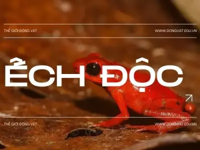  Khám phá ếch độc: Vẻ đẹp nguy hiểm ẩn chứa trong tự nhiên