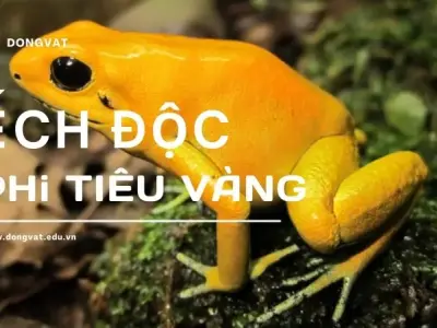 Ếch độc phi tiêu vàng - Vẻ đẹp mê hoặc ẩn chứa độc tố chết người