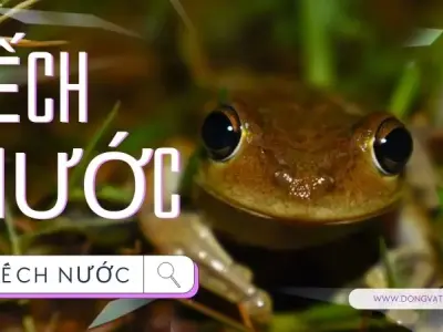Mách bạn 10 sự thật thú vị về ếch nước mà bạn chưa hề biết