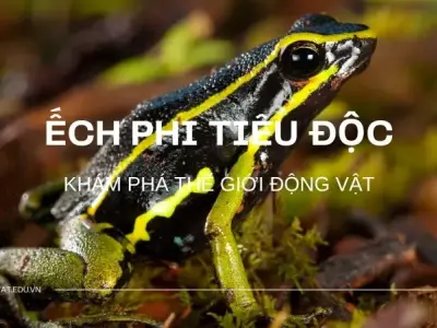 Ếch phi tiêu độc: Đặc điểm, tập tính và cách phòng ngừa hiệu quả