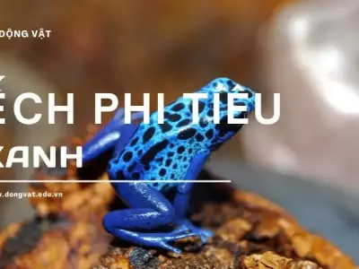 Ếch phi tiêu xanh - Vẻ đẹp mê hoặc ẩn chứa độc tố chết người