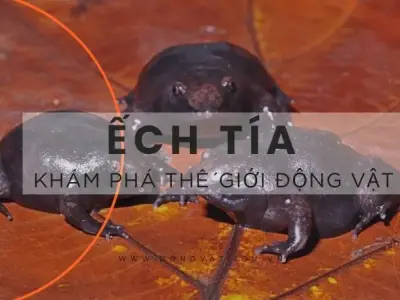 Ếch tía: Khám phá những sự thật thú vị có thể bạn chưa hề biết