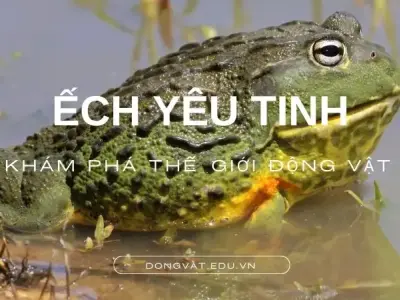 Ếch yêu tinh: Đặc điểm, tập tính và vai trò trong hệ sinh thái