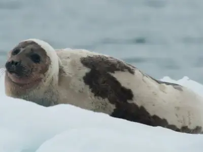 Hải cẩu Greenland sống ở đâu? Đặc điểm và tập tính sinh học